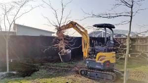 tree services, planting and removal