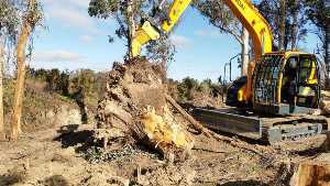 tree removal