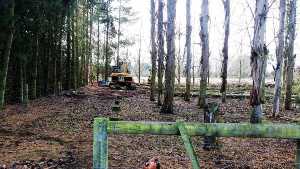 forst and shelterbelt removal