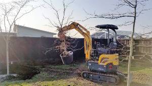 tree services, planting and removal